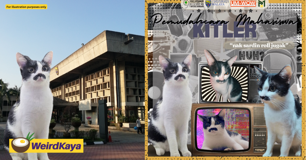 This Adorable Cat Named 'Kitler' Has Just Been Elected As UM's New Student Facilitator