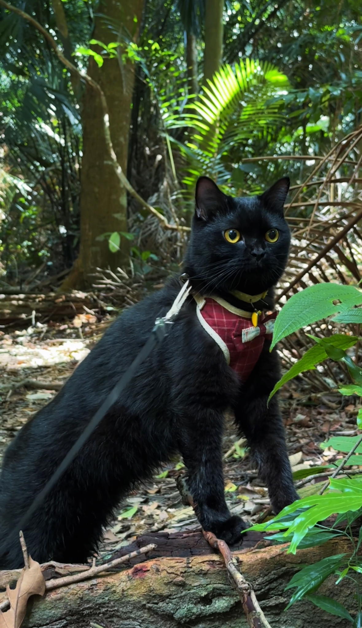 This Adventure-Loving Cat Hikes Better Than Most Humans, Leaving Us Asking Why Our Cats “Only Want Aircond Room”