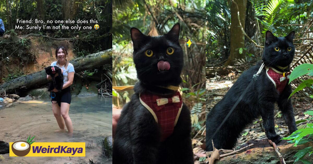 This Adventure-Loving Cat Hikes Better Than Most Humans, Leaving Us Asking Why Our Cats “Only Want Aircond Room”