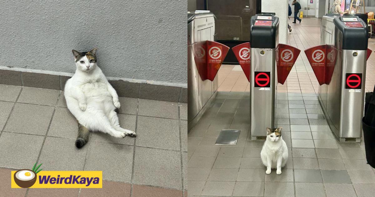 This Chubby Cat “Working” At LRT Wangsa Maju Has M'sians Obsessed With Its Daily Routine