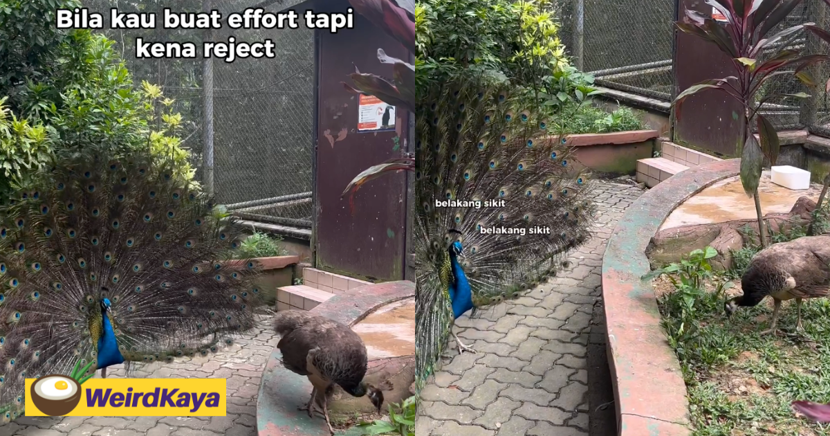 Feeling single? This peacock at zoo negara is like you trying to impress your crush but failing | weirdkaya