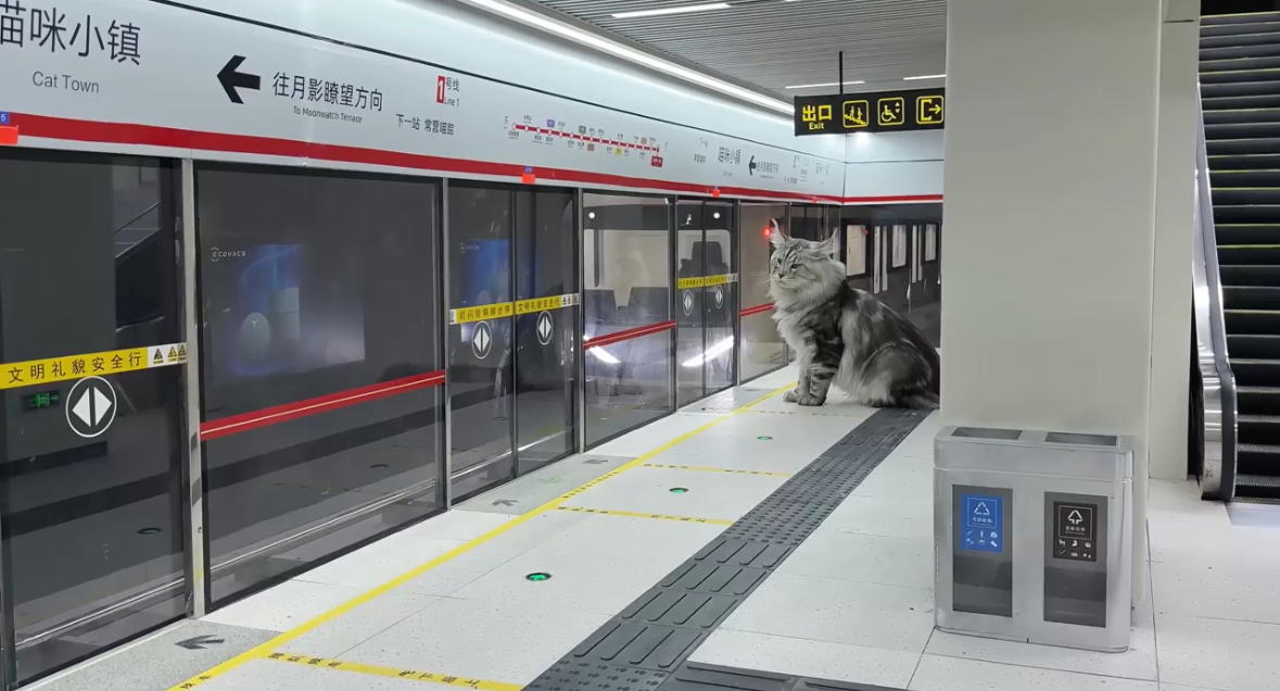 This YouTuber Spends 4 Months Building Mini Subway Station For His Maine Coon Cats