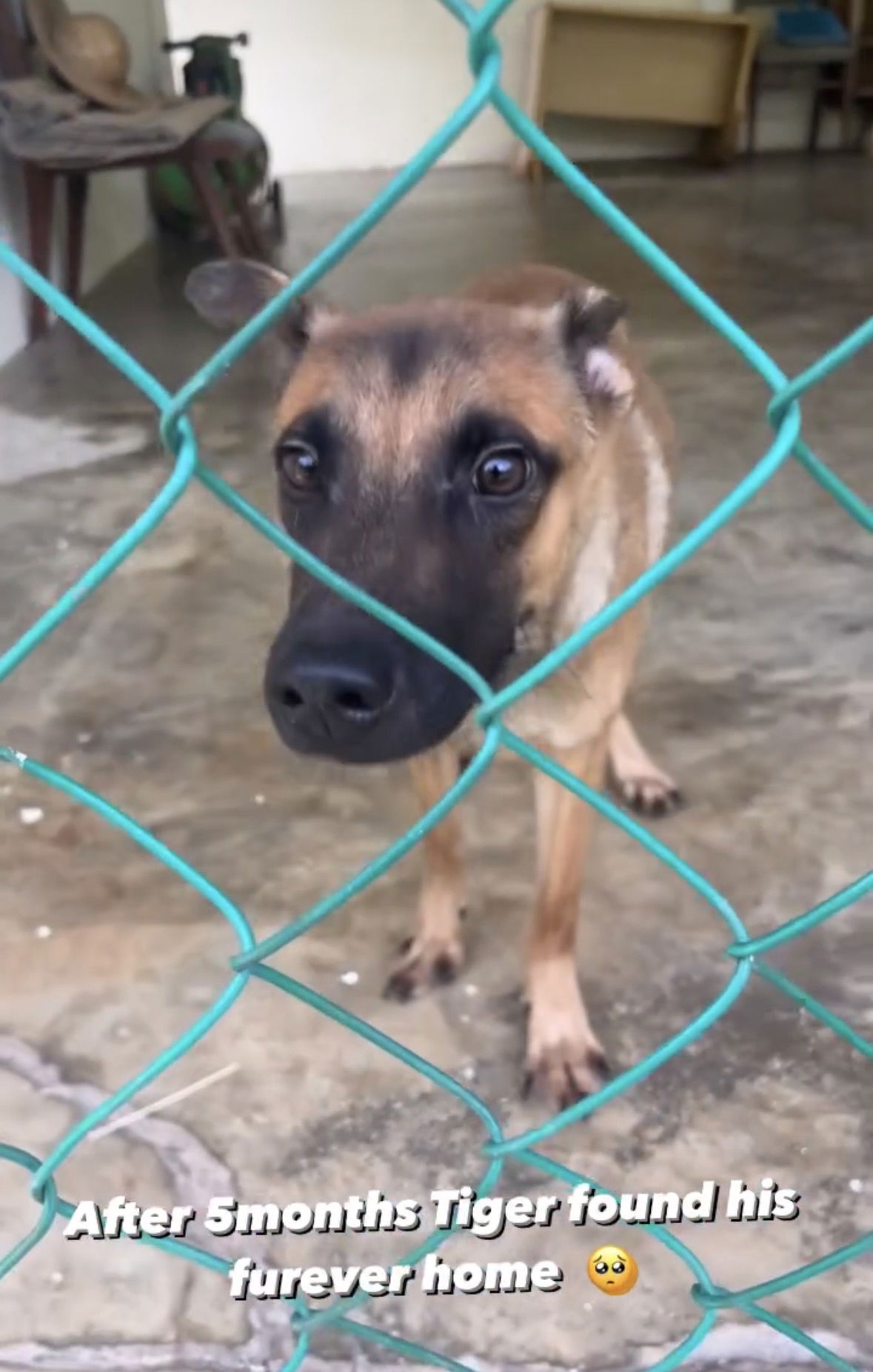 Image from: An Accident Left Me Disabled, But It Never Stopped Me From Rescuing Stray Dogs Who Needed Me | WeirdKaya