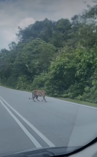 Tiger crossing road in kluang