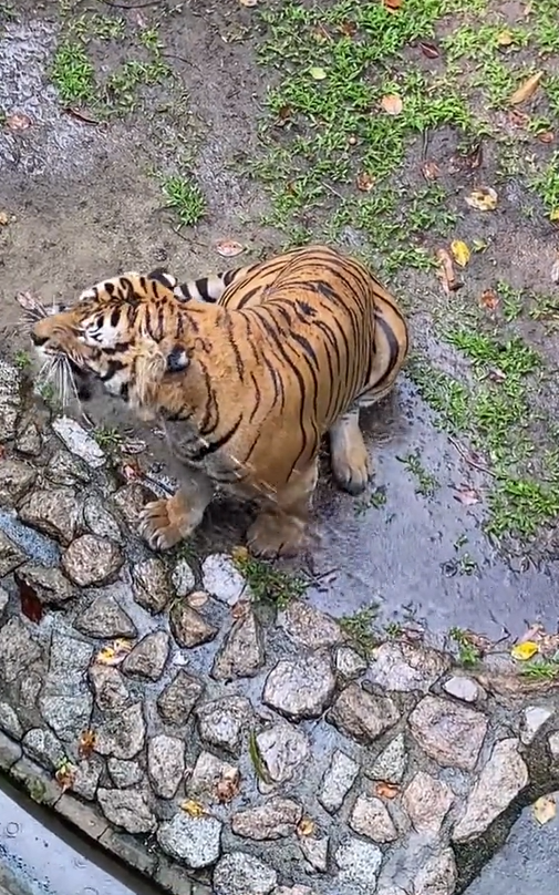 Tiger gets sprayed with water at johor zoo