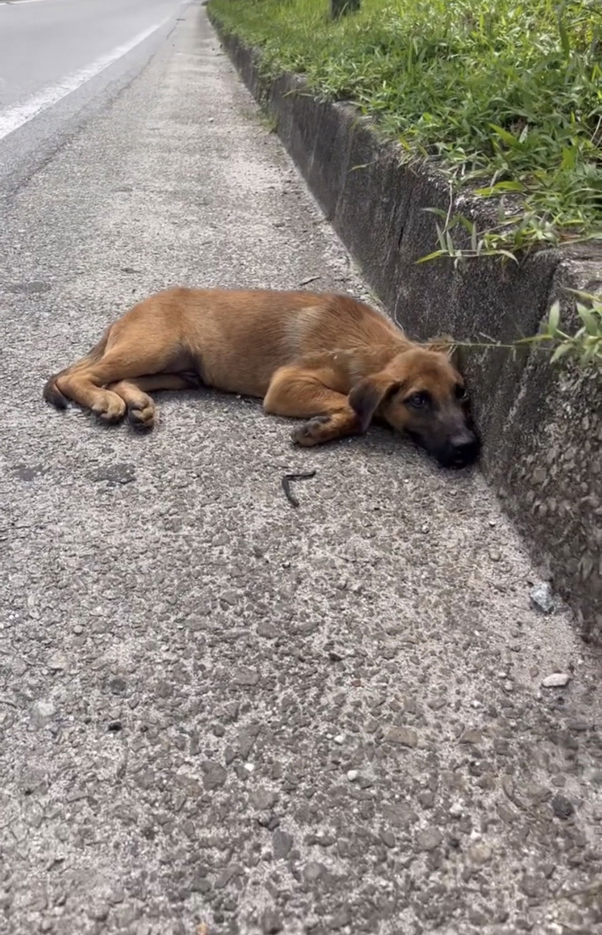 Image from: An Accident Left Me Disabled, But It Never Stopped Me From Rescuing Stray Dogs Who Needed Me | WeirdKaya