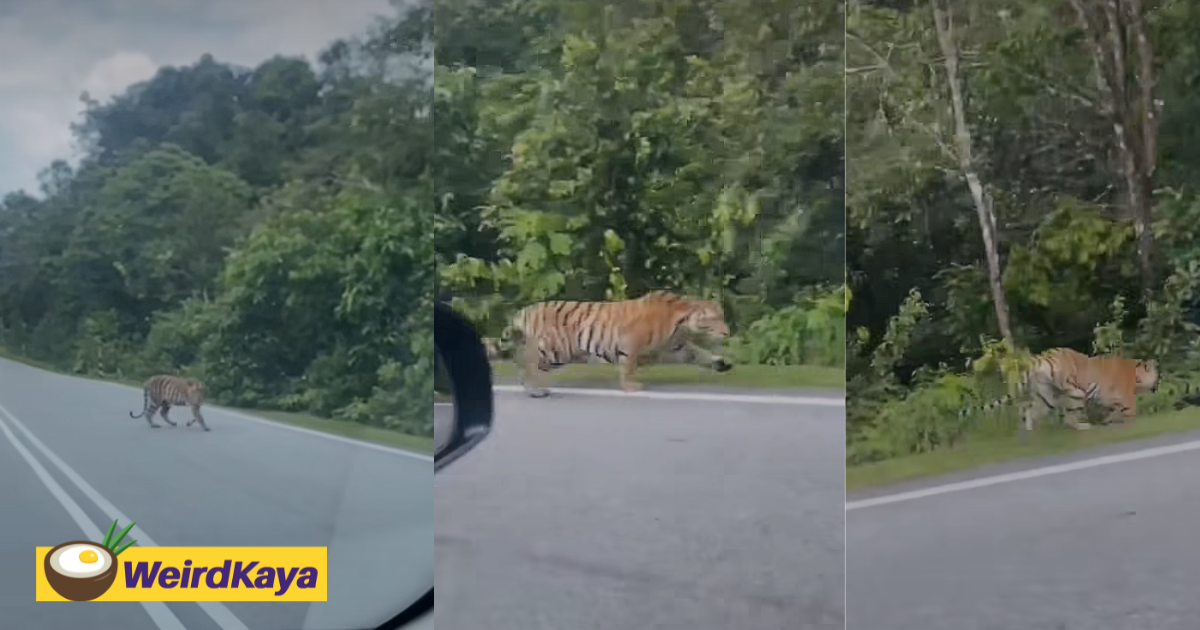 Tiger seen strolling calmly by roadside in kluang, shocking passersby | weirdkaya