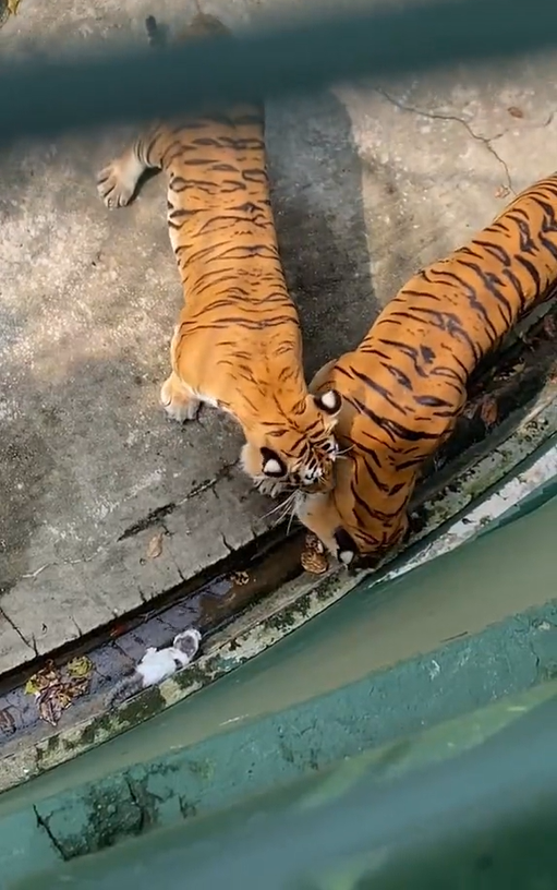 Tigers smell kitten at johor zoo