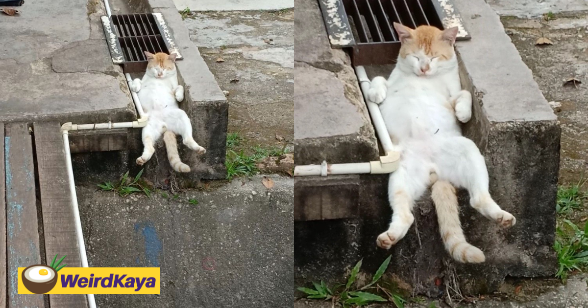 Tired cat napping in a drain like it’s clocked off after a long day goes viral | weirdkaya