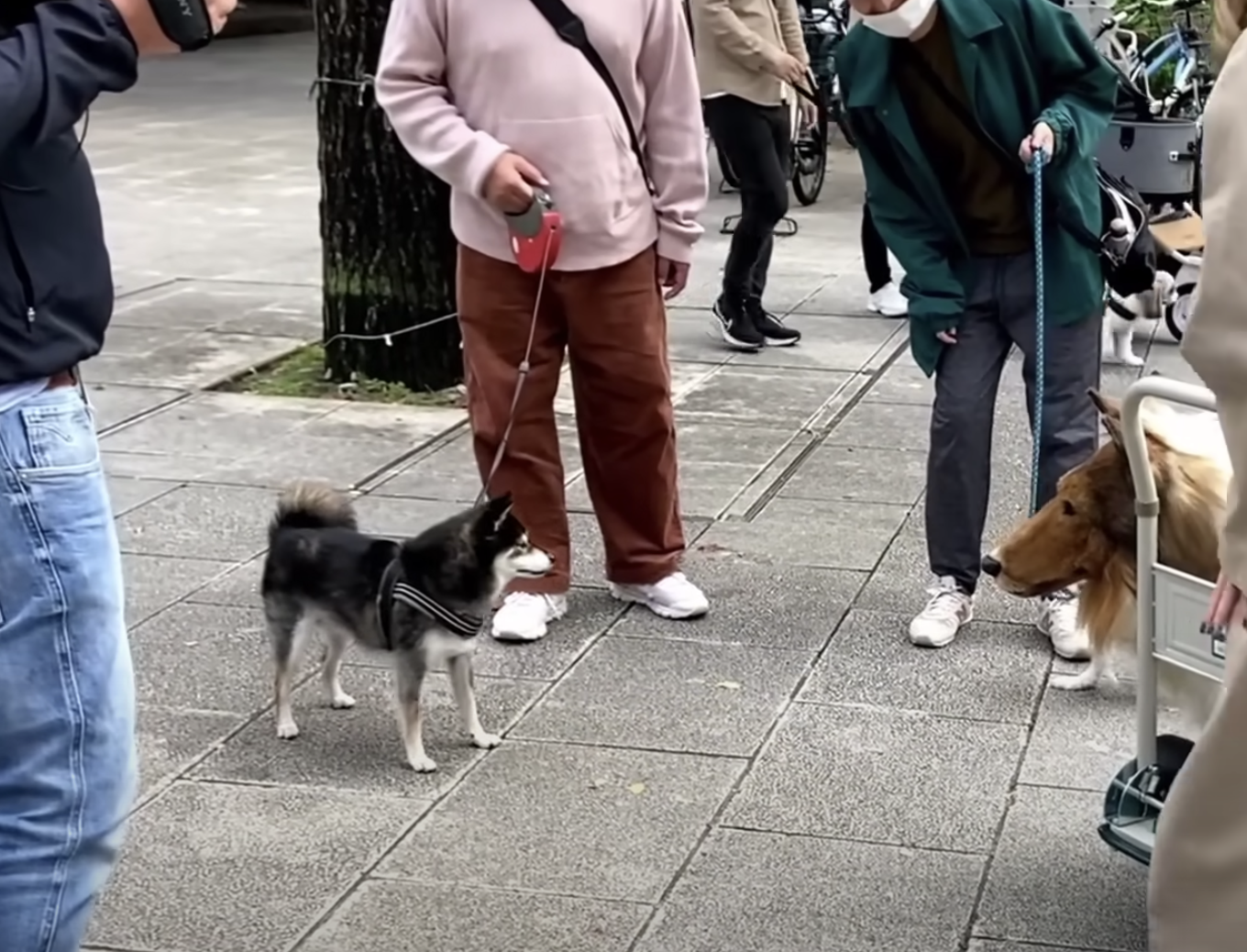 Toko met with other real dogs