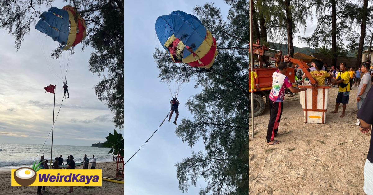 Tourist gets stuck on a tree while parasailing in phuket | weirdkaya
