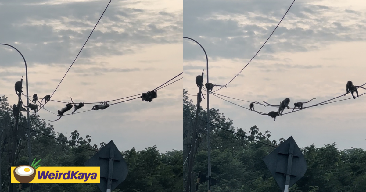 'Training To Be Firefighters' - M'sians Amused By Monkeys Balancing On Power Cables In Sepang