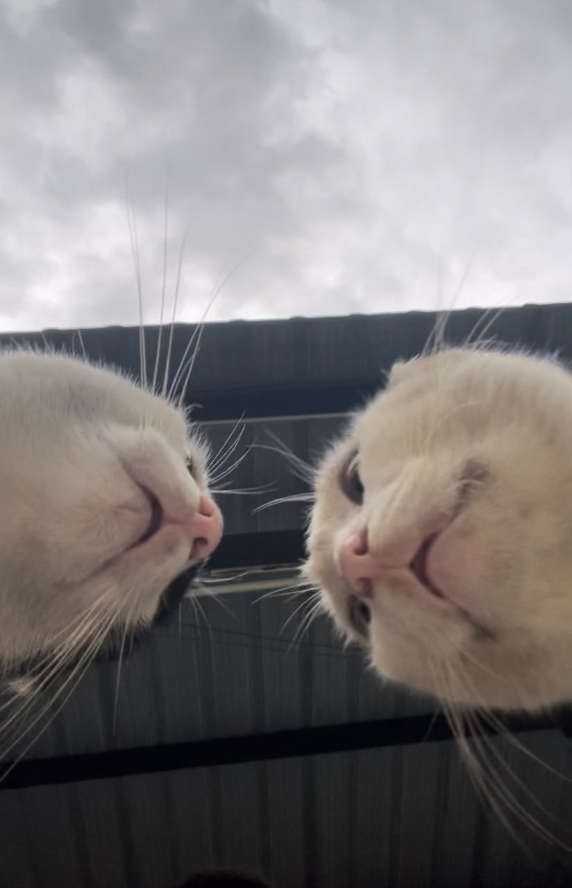 Two cats having face-off