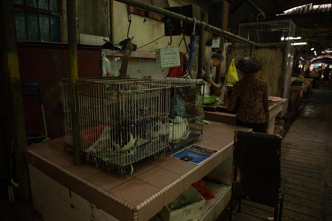Uk photographer alleges cat meat being sold at petaling street, stirs public outcry | weirdkaya