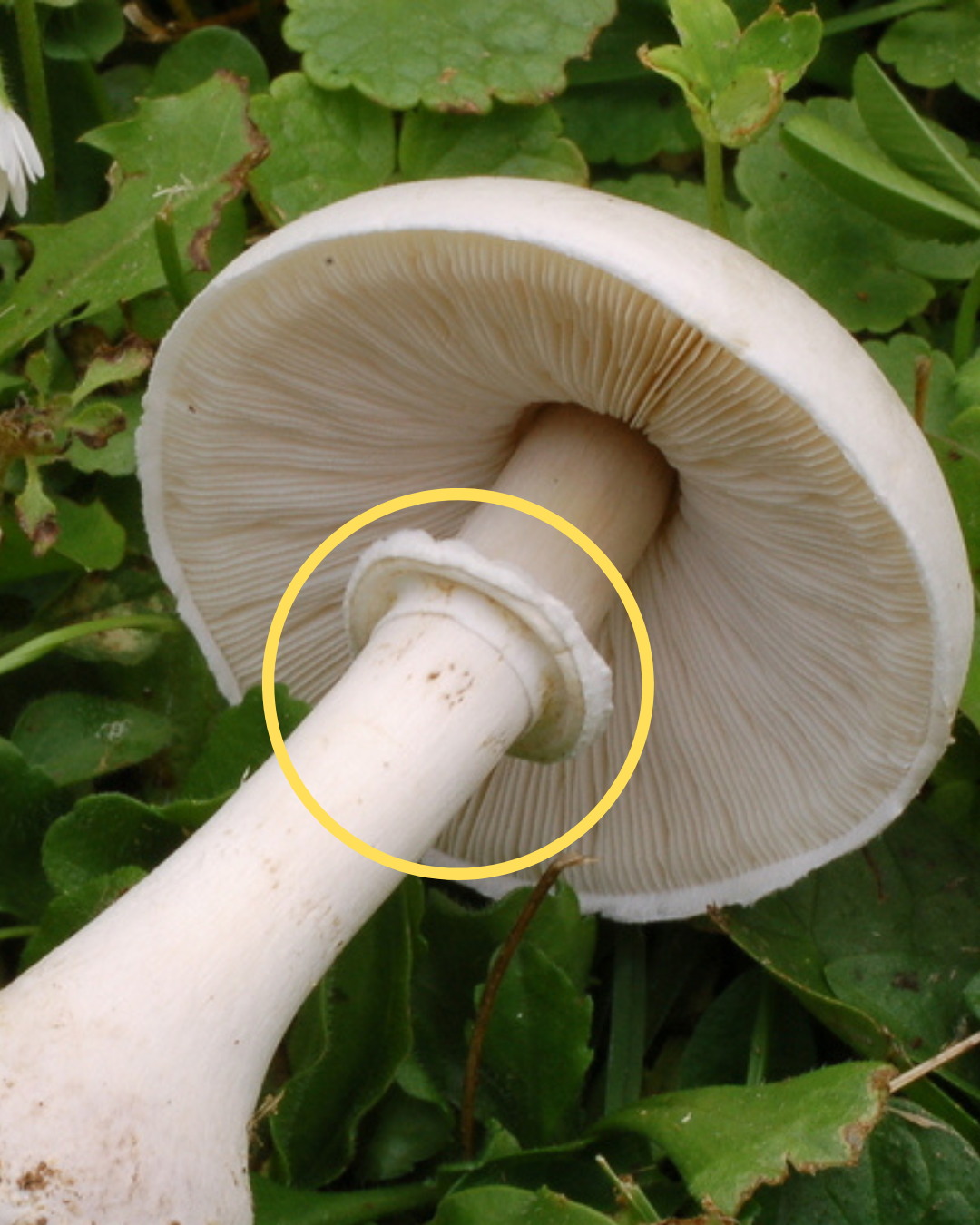 Poisonous mushroom has ring on the stem
