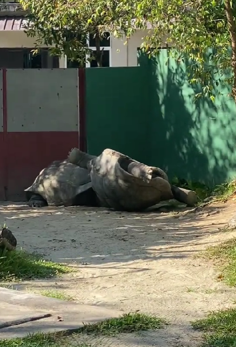 upside down tortoise at zoo negara