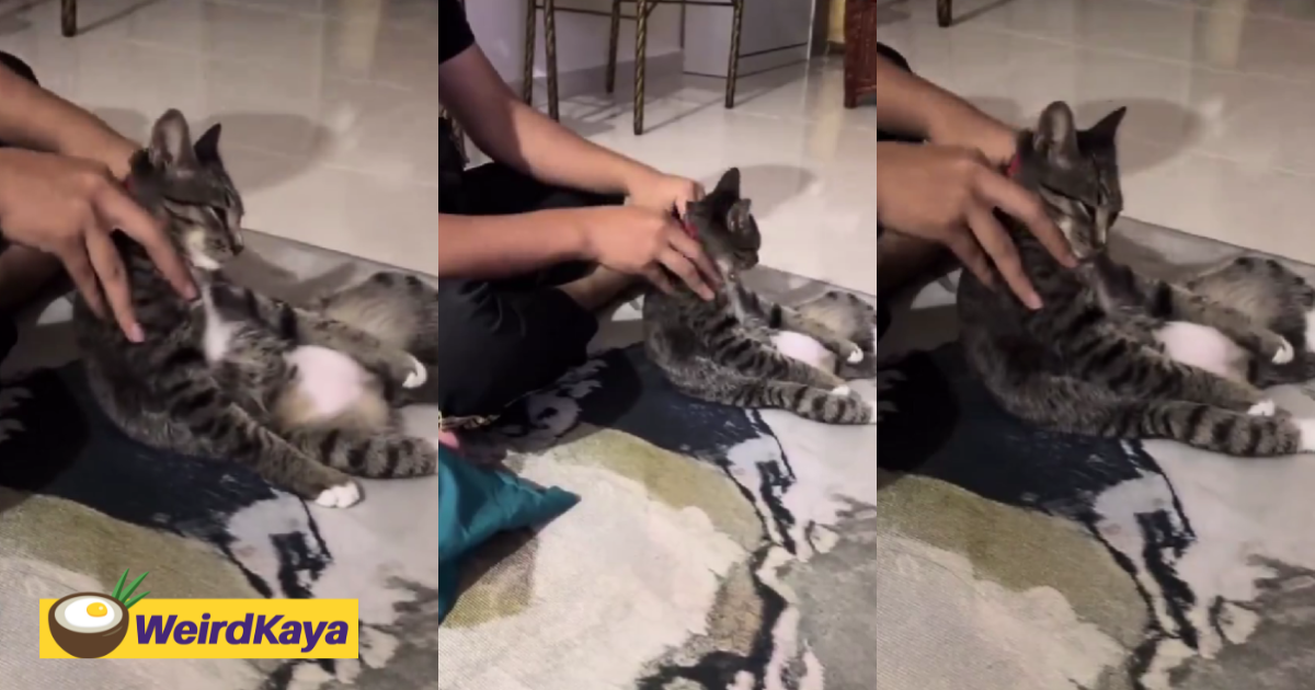 Viral Video Of Cat Enjoying A Relaxing Massage Has M'sians In Stitches