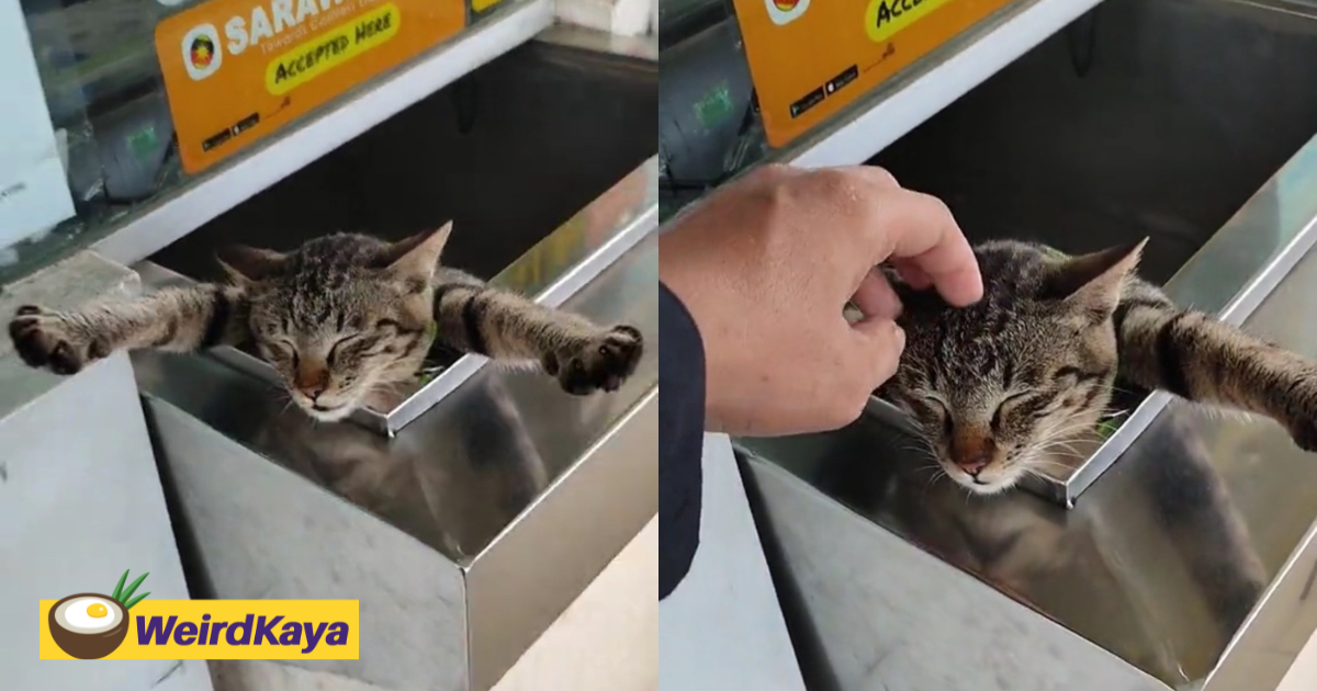 Viral video shows adorable cat napping like a boss at sarawak petrol station counter | weirdkaya