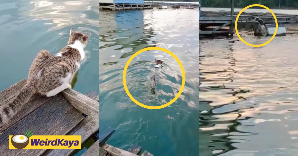 Viral video shows cat swimming like a pro to meet its friend across the river | weirdkaya