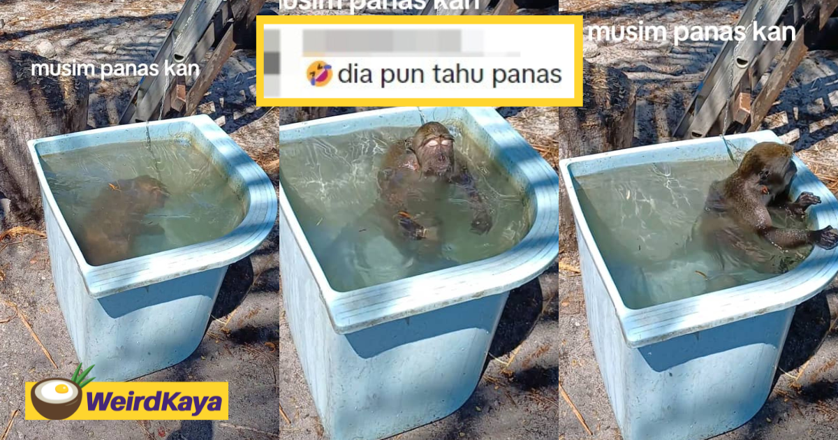 Viral video shows cheeky monkey cooling off by swimming in a tub amid scorching heat | weirdkaya