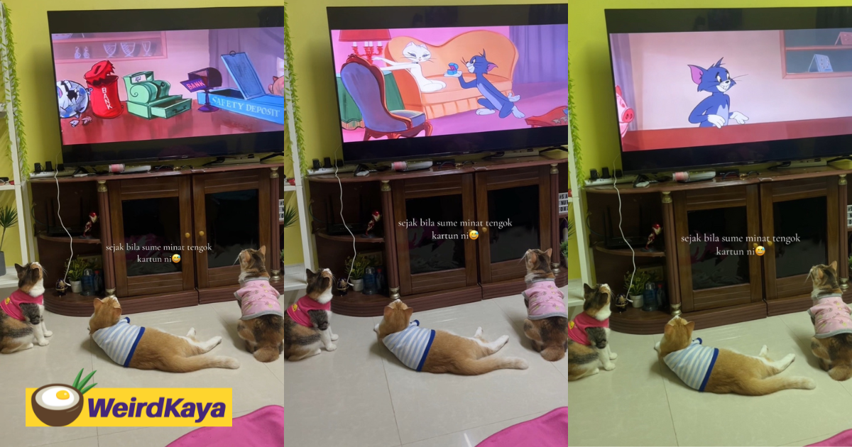 Viral video shows m'sian cats binge-watching tom and jerry like true fans | weirdkaya