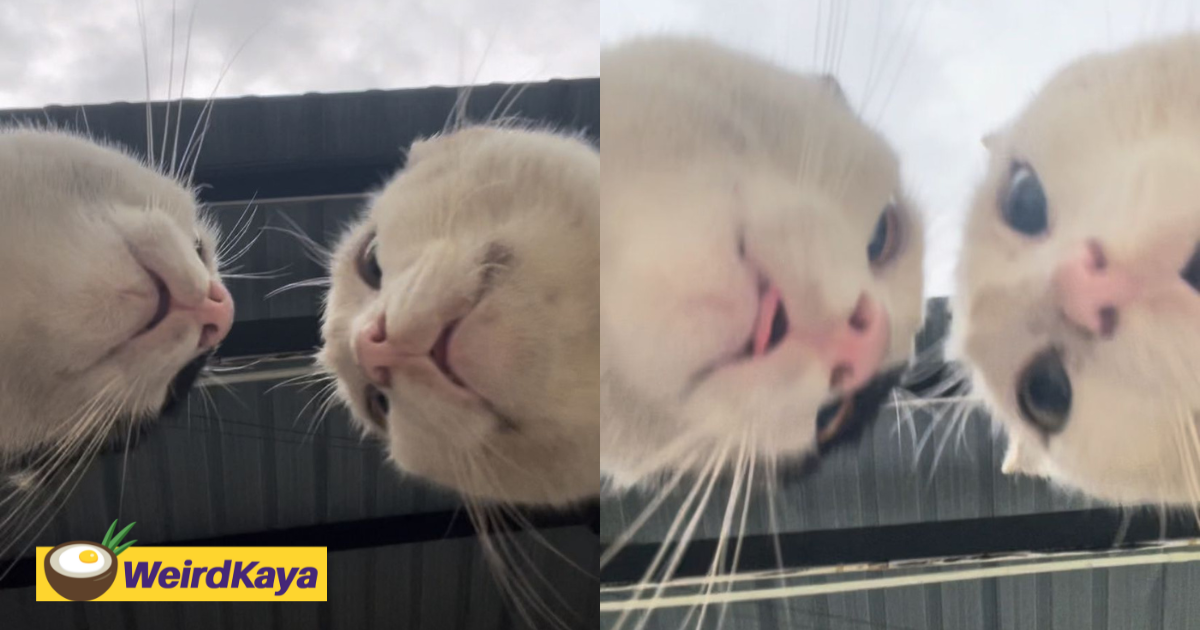 Viral video shows m'sian man's cats having intense 'face-off' up close | weirdkaya