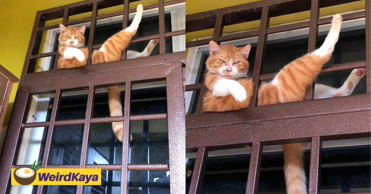 ‘Watchu You Looking At’ - Oyen Gives M'sian Man Annoyed Look While Casually Resting On Gate