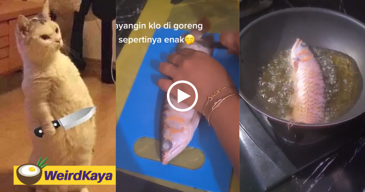 Wife deep-fries husband's pet fish after he breaks promise to clean the fish tank | weirdkaya