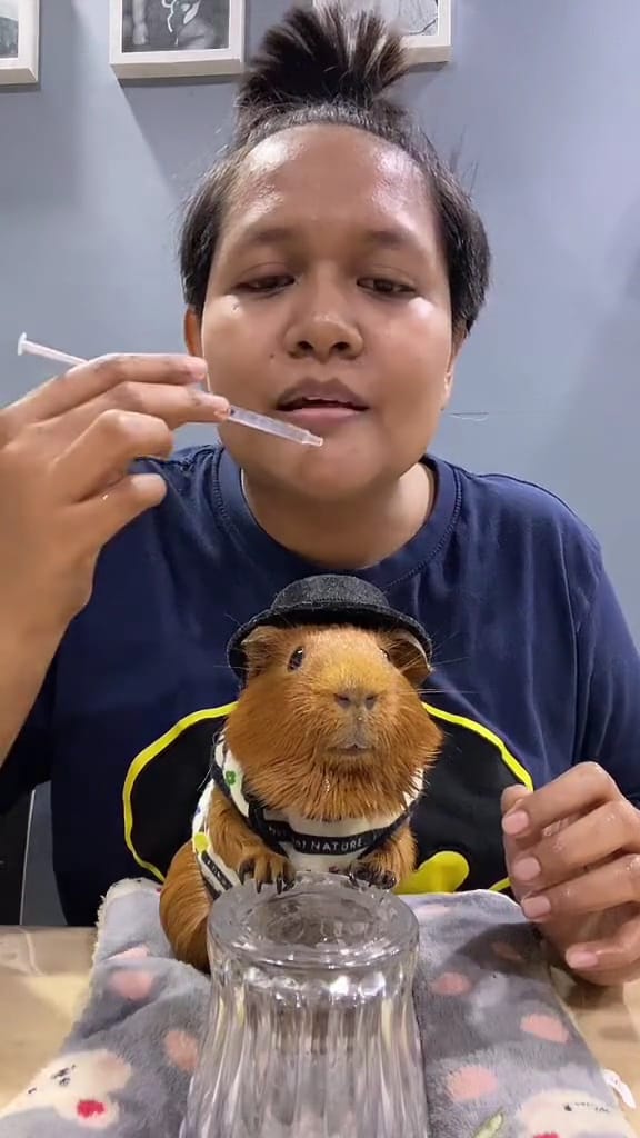M’sian netizens mourn the passing of guinea pig which was a tiktok star | weirdkaya