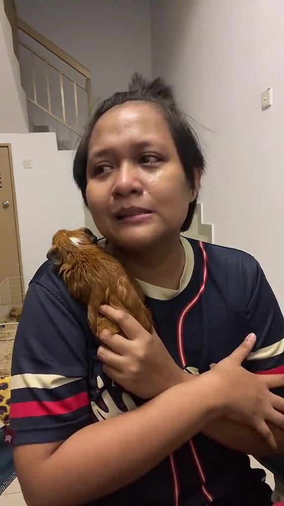 M’sian netizens mourn the passing of guinea pig which was a tiktok star | weirdkaya