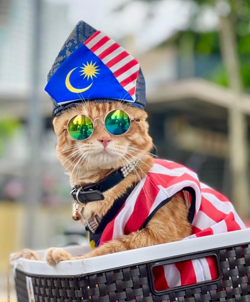 King oyen goes viral for giving the cool vibes during merdeka parade rehearsal, owner expresses gratitude | weirdkaya