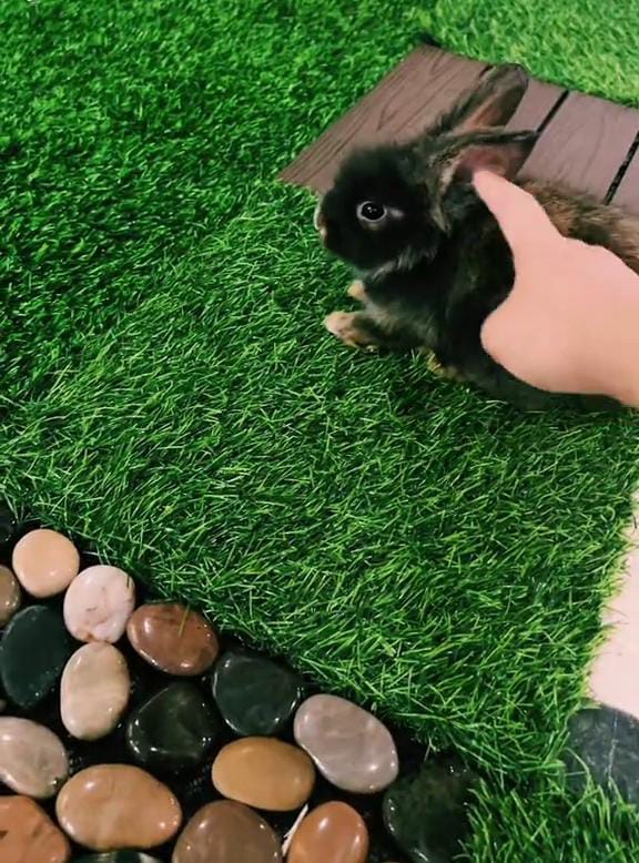 A customer holding rabbit in the rabbit cafe