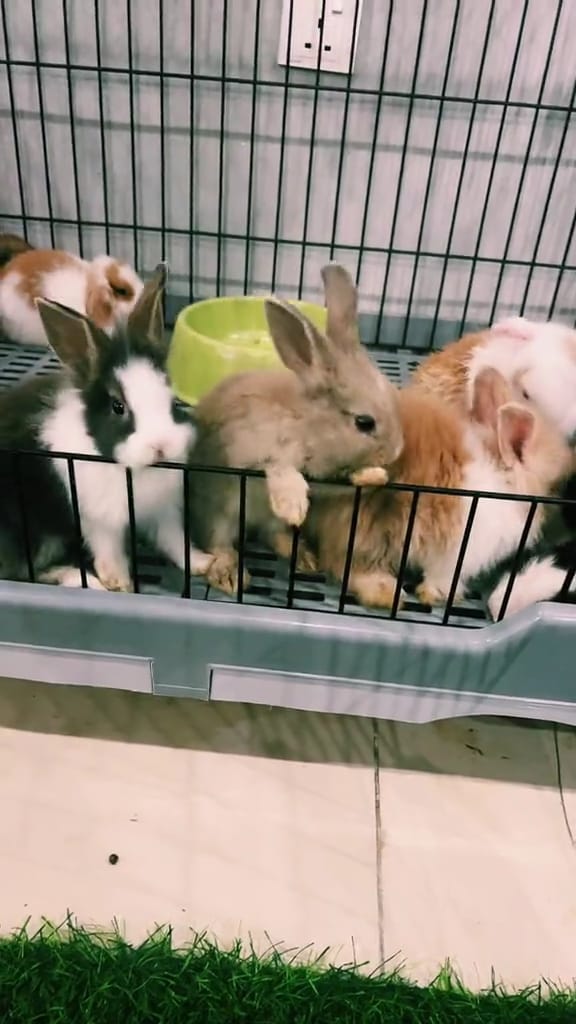 A group of rabbit in a cage