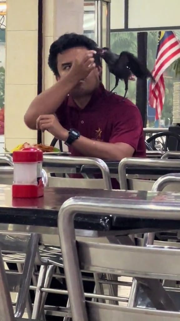 Msian man feeding his meal to a crow at a mamak restaurant