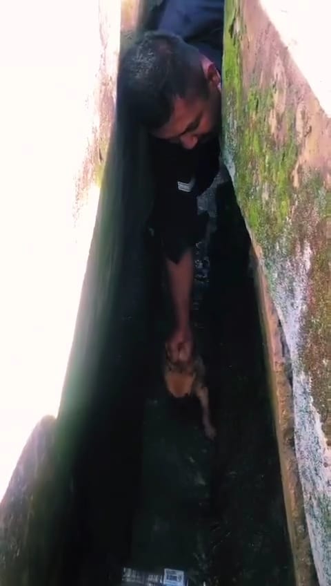 Msian police went inside the drain to rescue a puppy