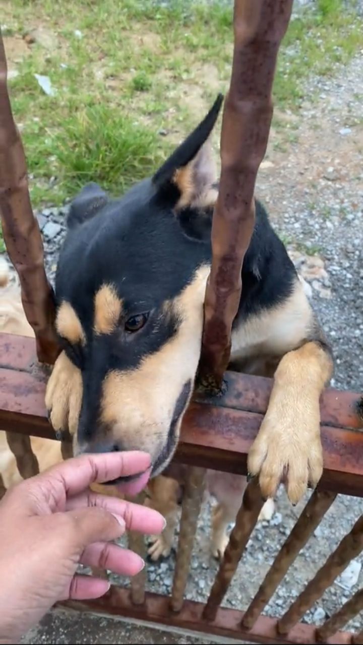 Dog giving kisses