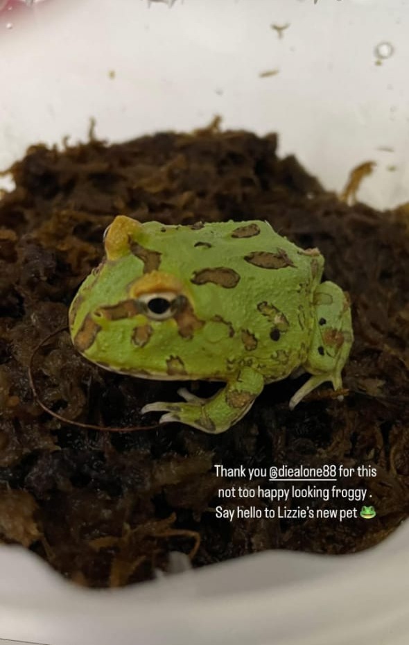 A frog that was rescued by joey