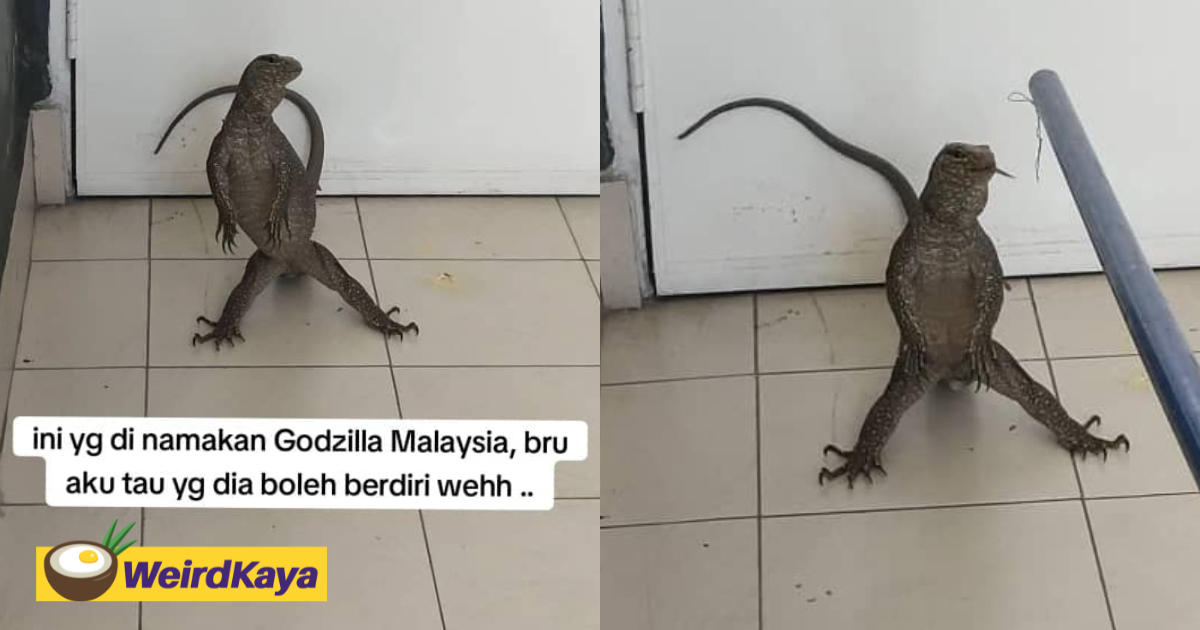 'where's kong? ' — m'sian netizens amused by monitor lizard looking like godzilla | weirdkaya