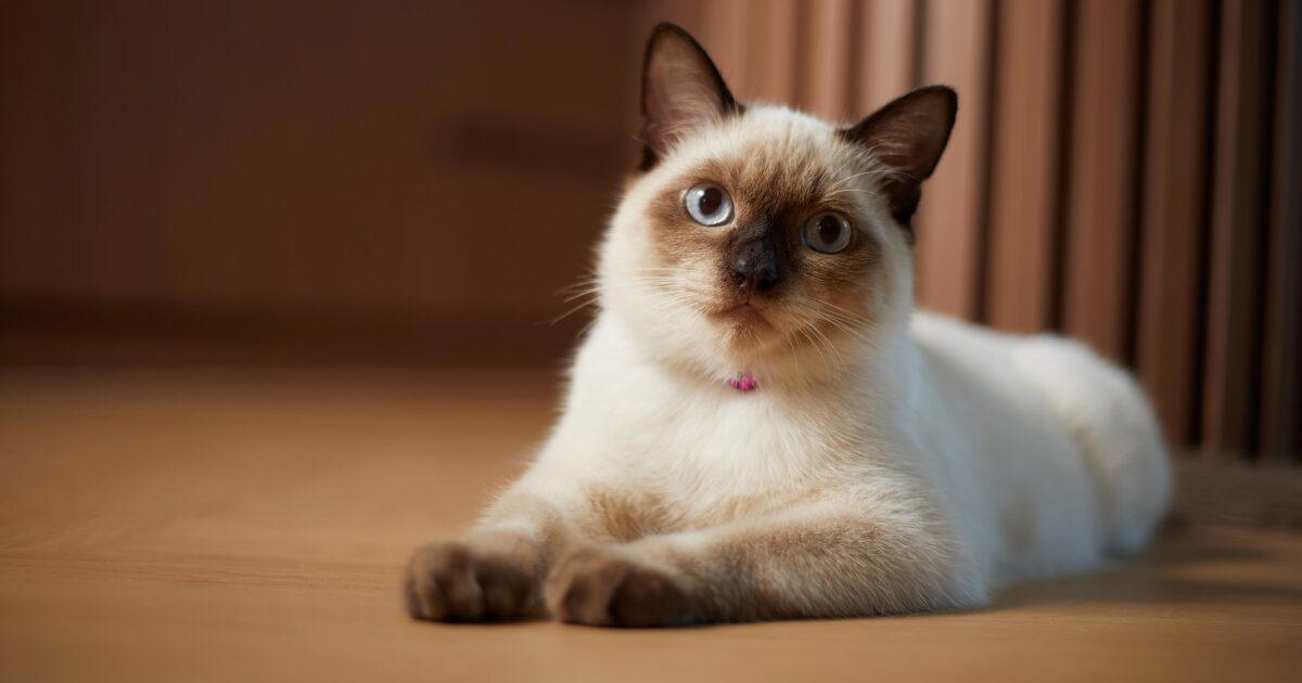 Wichienmaat (better known globally as the Siamese cat)