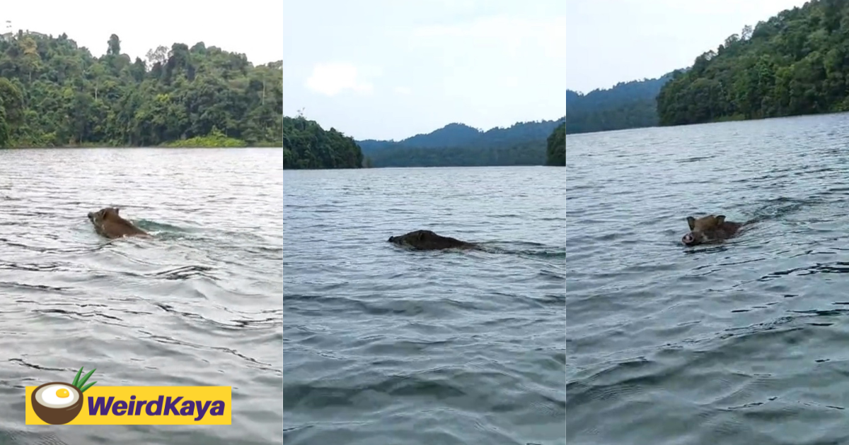 Wild boar steals the show with its swimming skills in viral tiktok video | weirdkaya