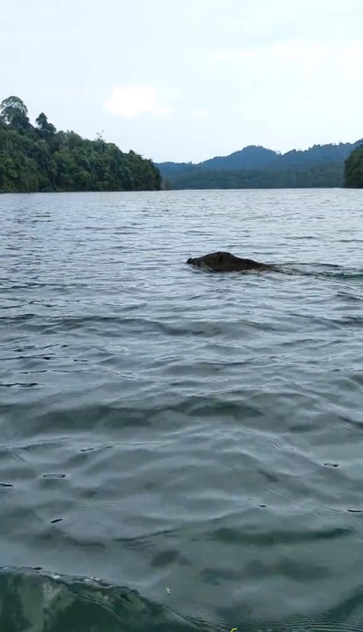 Wild boar swimming in river