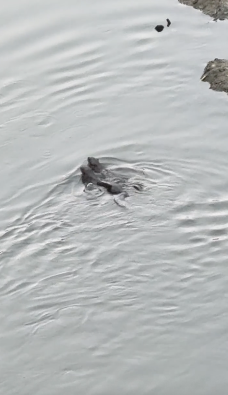 Wild Otters Mid Valley KL 2
