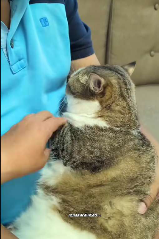 woman is holding her cat's paw