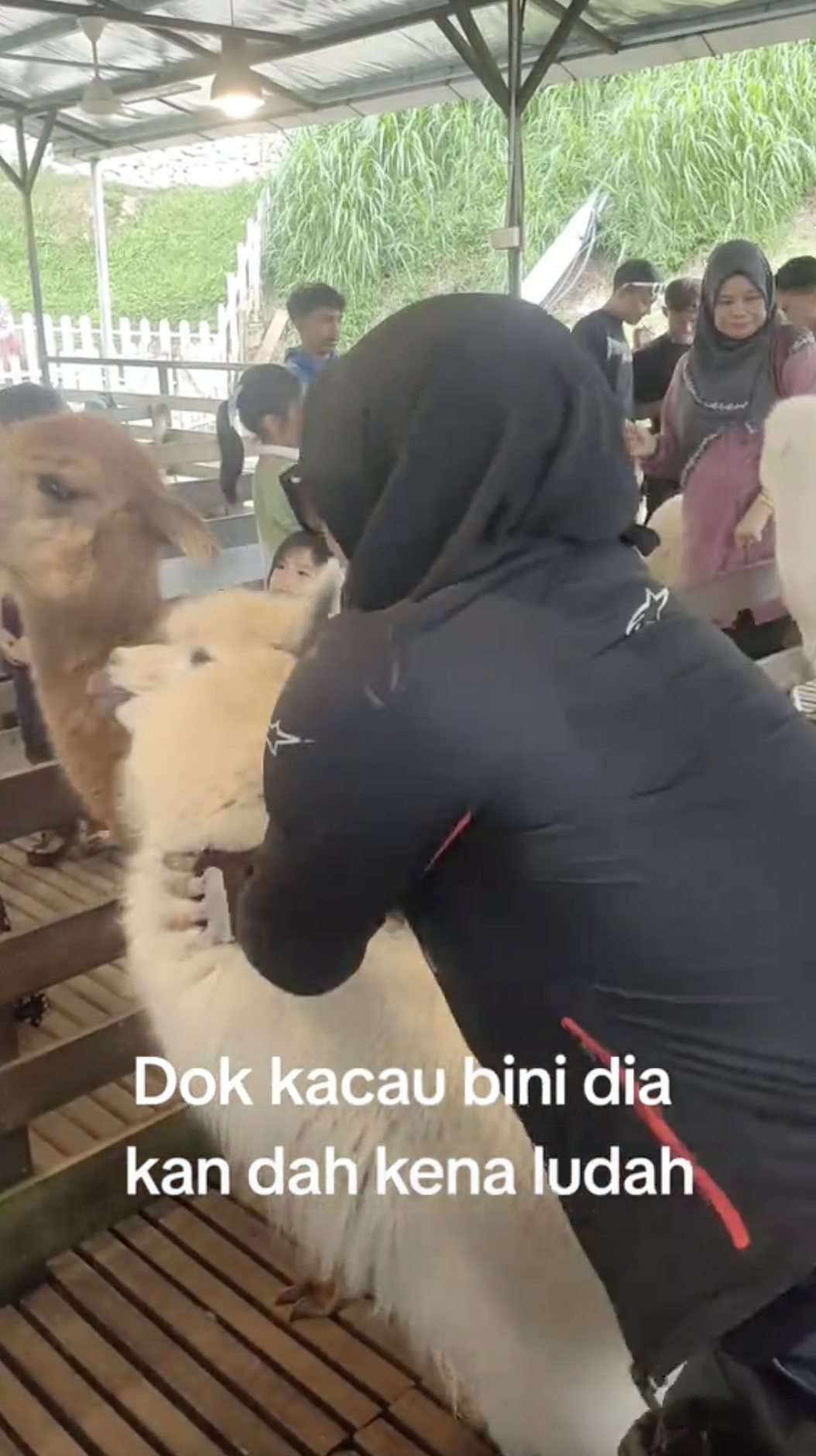 woman petting alpaca roughly