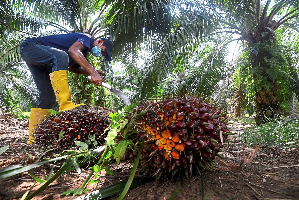 Foreign worker working at palm oil plantation
