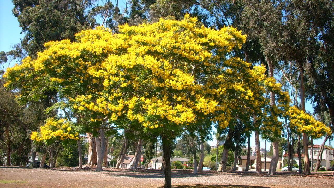 Yellow flame tree