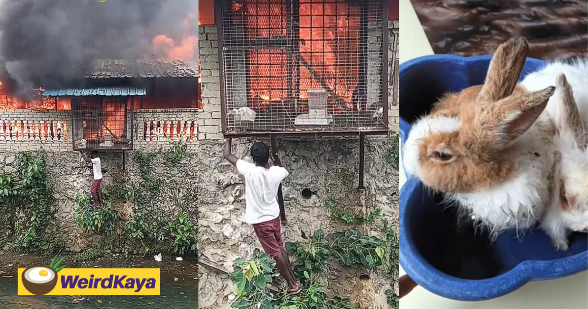 M'sian man bravely saves rabbits from cage even as house gets engulfed in flames | weirdkaya