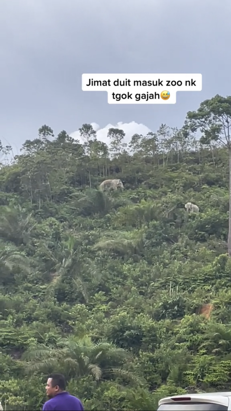 Elephants running up to higher ground