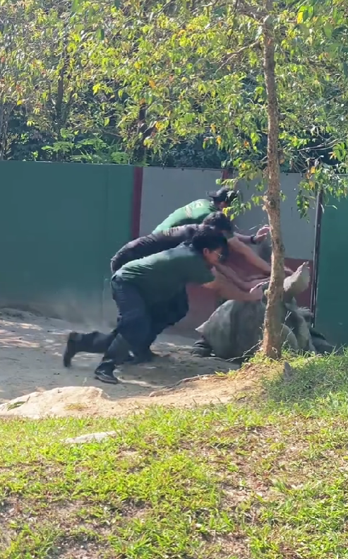zookeepers helping a tortoise at zoo negara